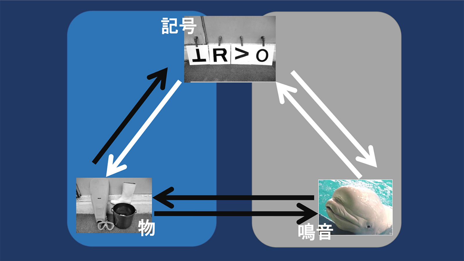 ［図1］刺激等価性を示す図